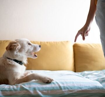 What Are The Puppy Blues & How Long Do They Last? Vets Weigh In
