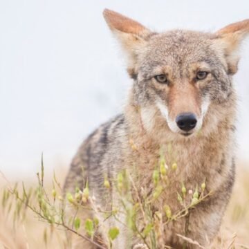 Don't Let That Viral Clip Of A Coyote Chasing A Child Scare You