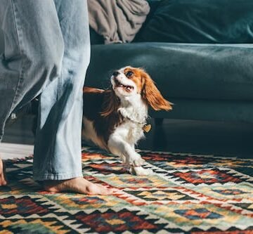 Why Do Dogs Get The Zoomies? A Vet Explains The Adorable Behavior