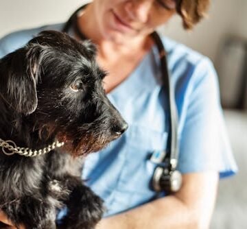 gettyimages-1280869192 The Leading Cause Of Death In Pets May Surprise You. Here’s What To Know.