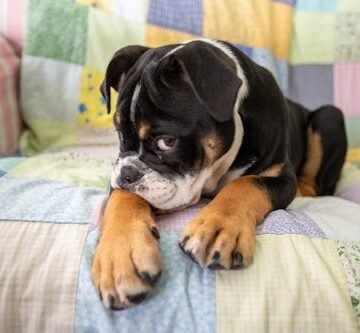 shy-looking-old-english My Dog Farts In Their Sleep… A Lot. Is This Normal?