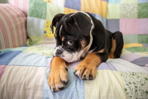 shy-looking-old-english My Dog Farts In Their Sleep… A Lot. Is This Normal?