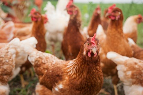 getty-970157660 Bird Flu: What To Know, Do, & Think About The New Virus On The Block