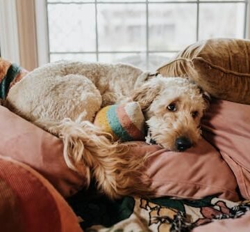 Why Does My Dog Hump His Bed Even After Being Neutered?