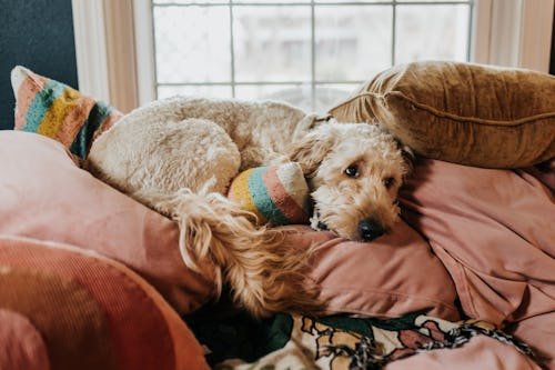 gettyimages-1488267151 Why Does My Dog Hump His Bed Even After Being Neutered?