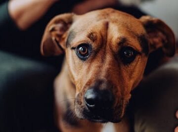 Why Does My Dog Stare At Me? 7 Reasons For All The Intense Eye Contact