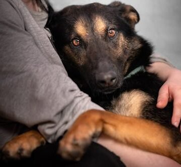 The Subtle Signs Your Dog Loves You, According To Trainers & Vets