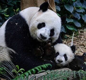 singapores-first-giant-panda What Is Panda Parenting? The New Child-Rearing Trend Explained