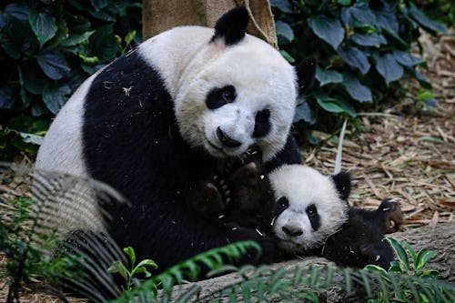 singapores-first-giant-panda What Is Panda Parenting? The New Child-Rearing Trend Explained