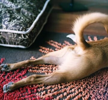 a-shepherd-terrier-mutt Why Do Dogs Scoot Their Butts On Carpet? A Vet Explains