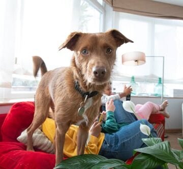 How To Keep Your Dog Off The Furniture Once & For All, Damn It