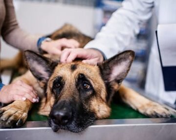 gettyimages-1402000465-2 My Pet Has Cancer — Where Do We Go From Here? Vets Explain What's Next
