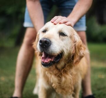 man-stroking-his-old Can Dogs Get Seasonal Allergies? Yep & Cats Can Too