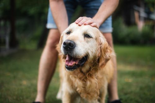 man-stroking-his-old Can Dogs Get Seasonal Allergies? Yep & Cats Can Too
