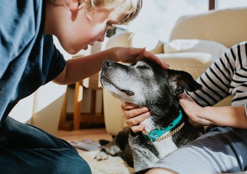gettyimages-1549252967 Can Acupuncture Help Your Pet? Vets Say Yes — Here's What To Expect