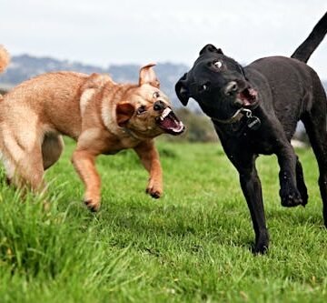 gettyimages-88099864-1 Why Is My Dog Attacking My Other Dog All Of A Sudden? Experts Weigh In