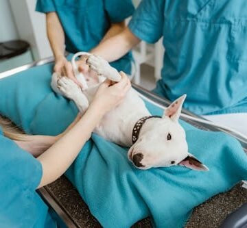 How Much Would You Spend On An Expensive Medical Procedure For Your Pet?