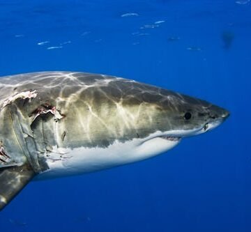 mexico-great-white-shark When Is Shark Week 2025? Here's Where To Catch Your Favorite Shark Shows