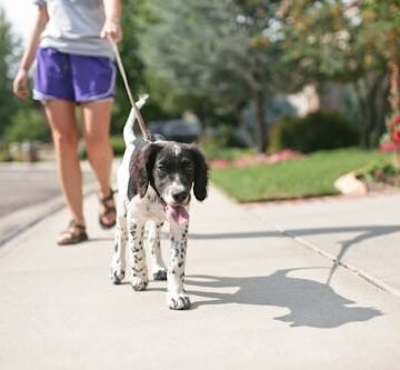 Before Walking Your Dog In This Heat, There's One Thing You Must Do