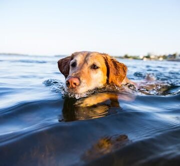 Is It Safe To Let My Dog Swim Outdoors This Summer?