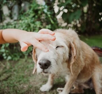 You Can Now Get A Flea & Tick Prevention Shot For Dogs That Lasts A Year