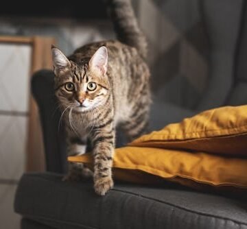 Why Do Cats Act Crazy At Night? Experts Explain How To Stop It